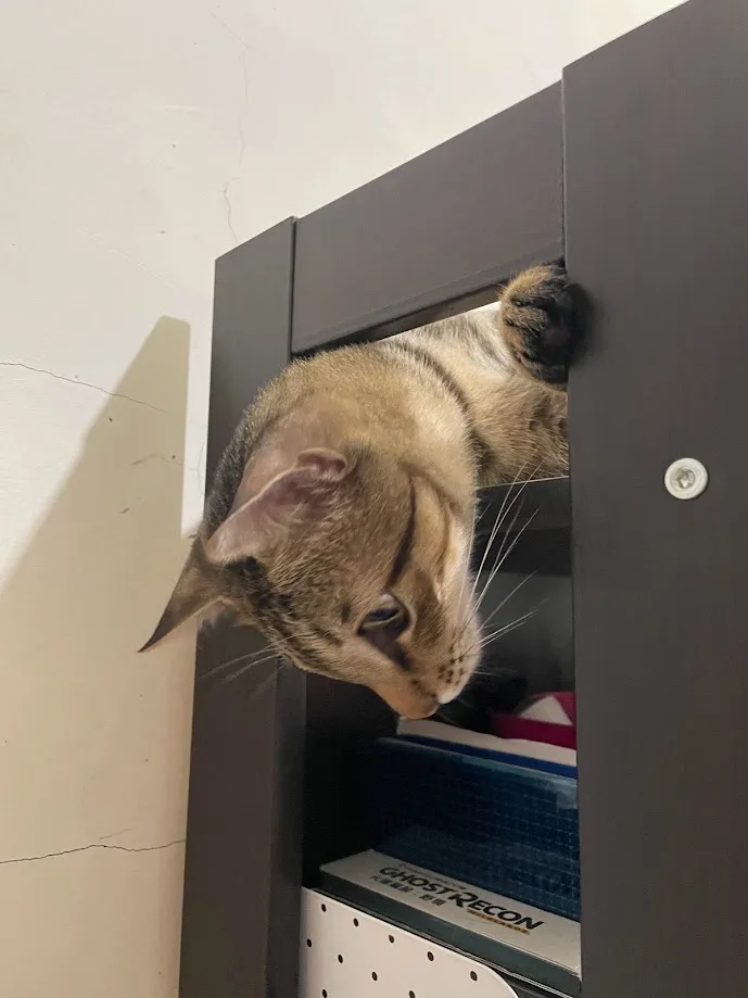 Yet Another Feline Adventure