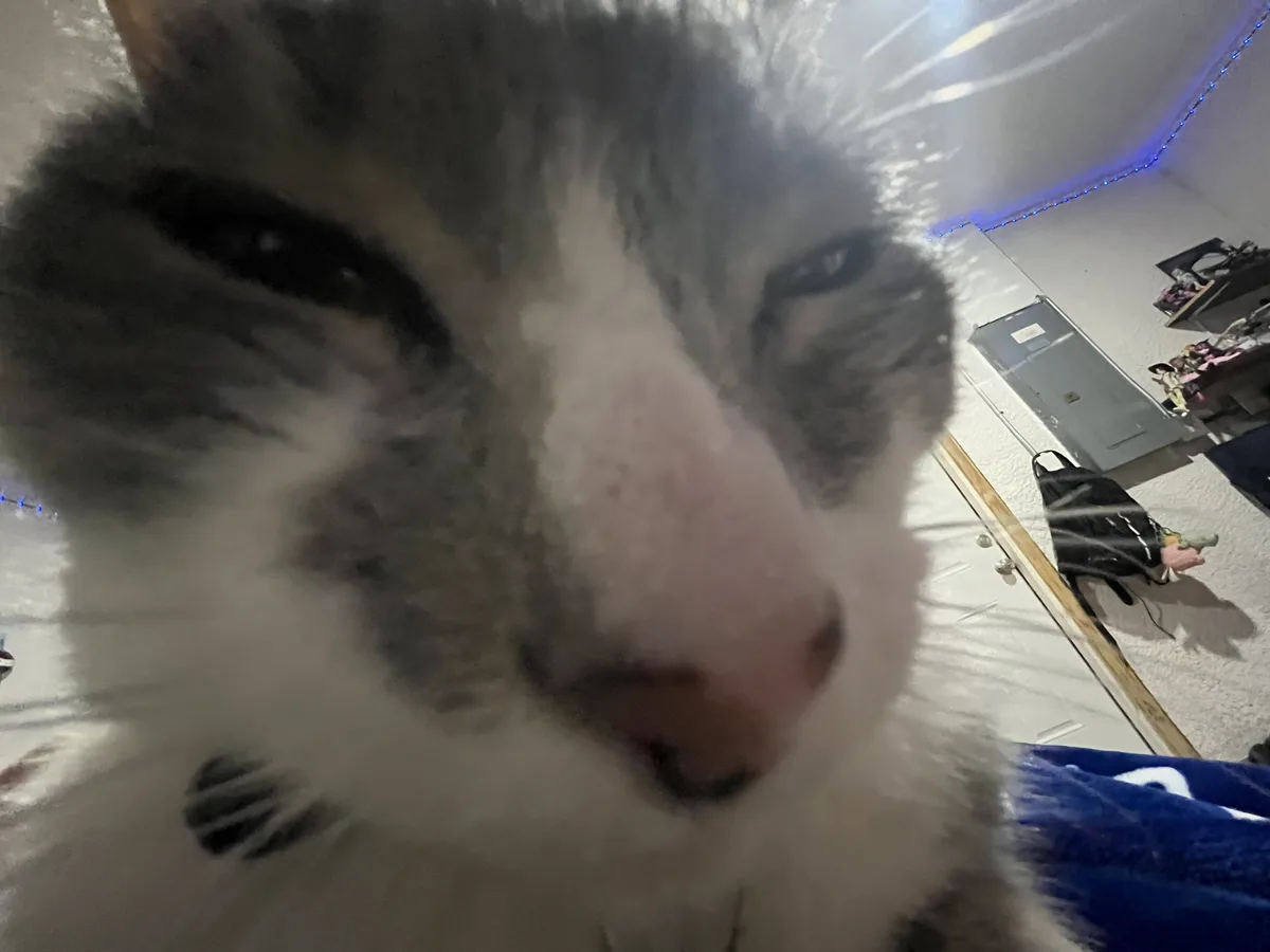 A close-up, blurry photo shows a gray and white cat's face extremely close to the camera, with its nose and whiskers…