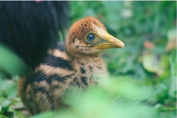 A close-up photo of a small, fluffy, brown-and-black speckled chick with a large, bright blue eye and a yellow beak, peeking…