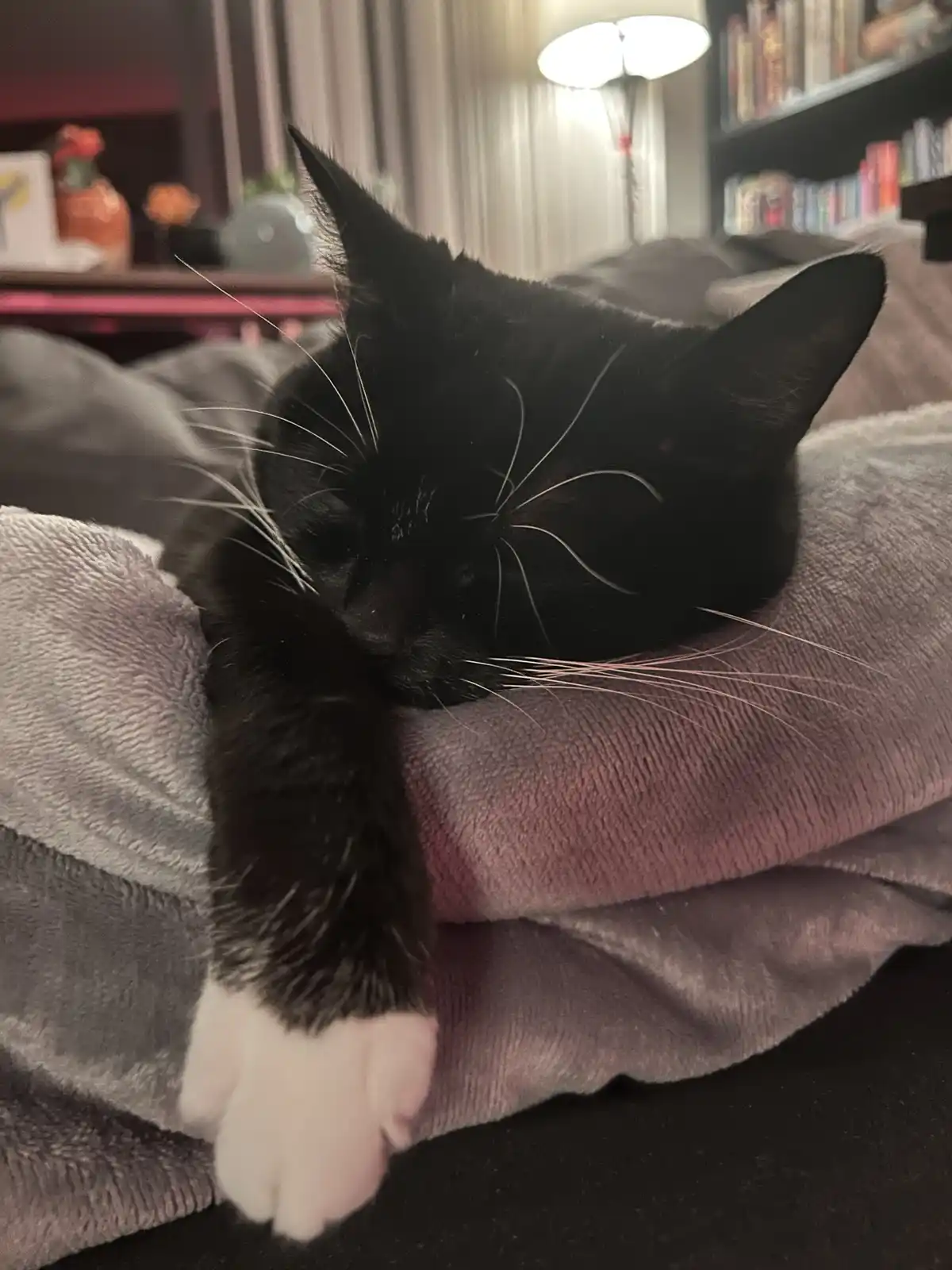 A black cat with white paws is curled up and sleeping on a gray blanket, its head resting on the blanket with one paw…