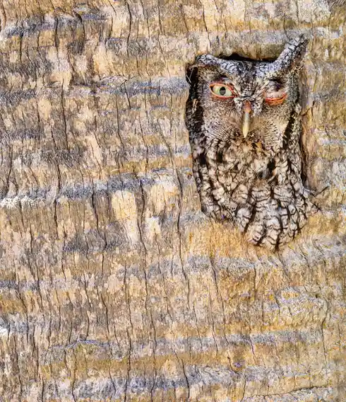An owl with one eye open and one eye closed peeks out from a hole in a tree trunk, its feathers blending with the rough…