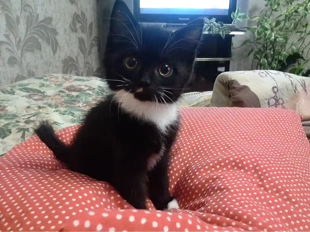 A small black-and-white kitten with a white chest and a tiny white patch on its muzzle sits on a red polka-dot blanket. Its…