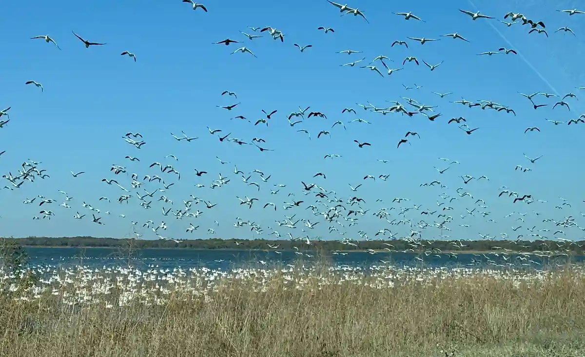An abundance of geese