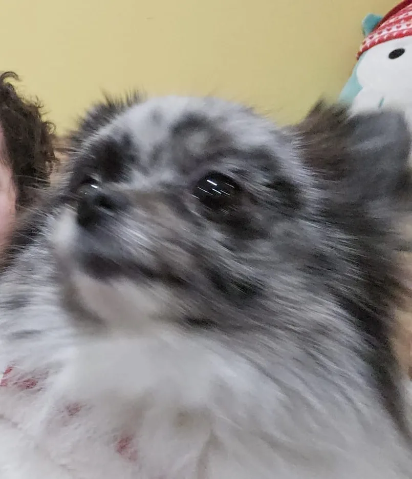 A blurry close-up of a small, fluffy gray and white dog with large, expressive eyes, appearing to be in motion or being…