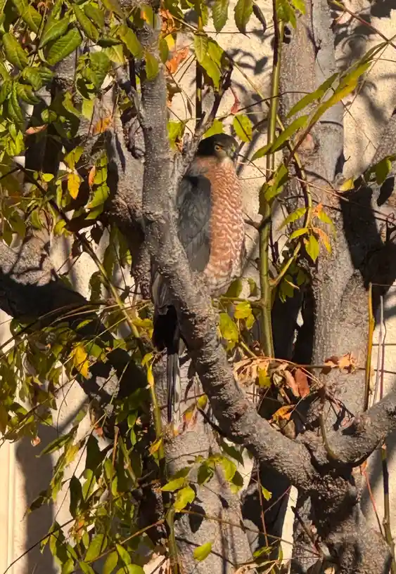 The majestic Peregrine Falcon.