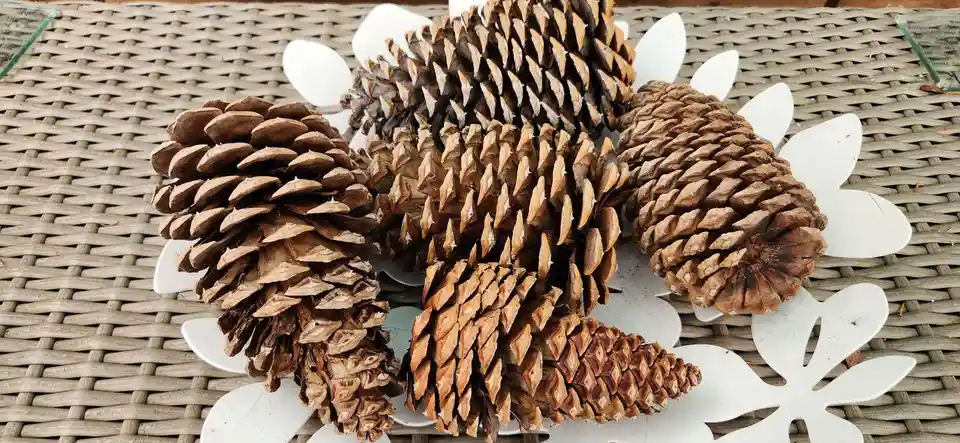 Several brown pinecones are arranged to resemble a hedgehog, with white paper cutouts forming spiky back and tail shapes…
