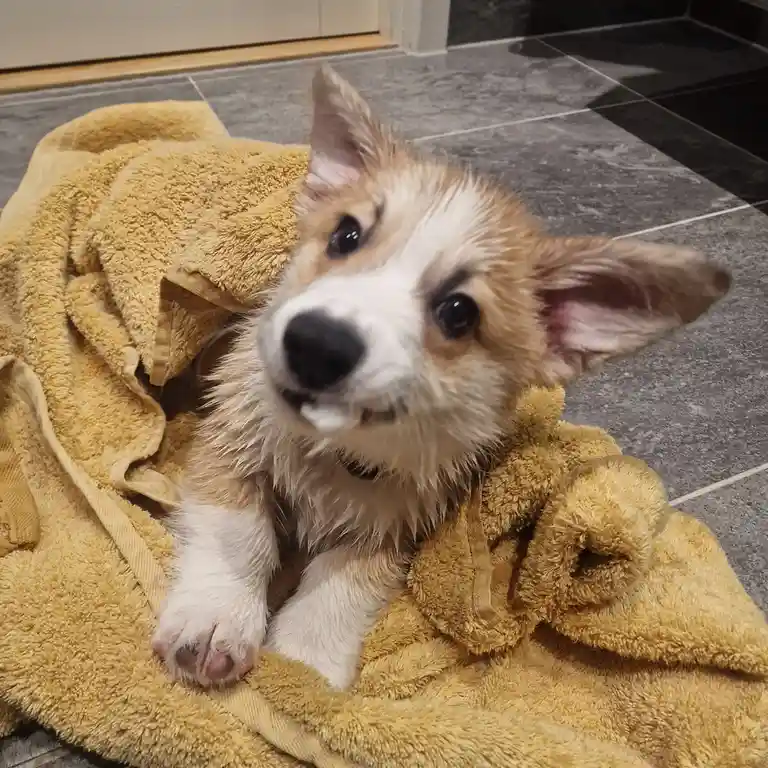 A small, wet-looking corgi puppy with tan and white fur is wrapped in a yellow towel, lying on a gray tiled floor. The puppy…