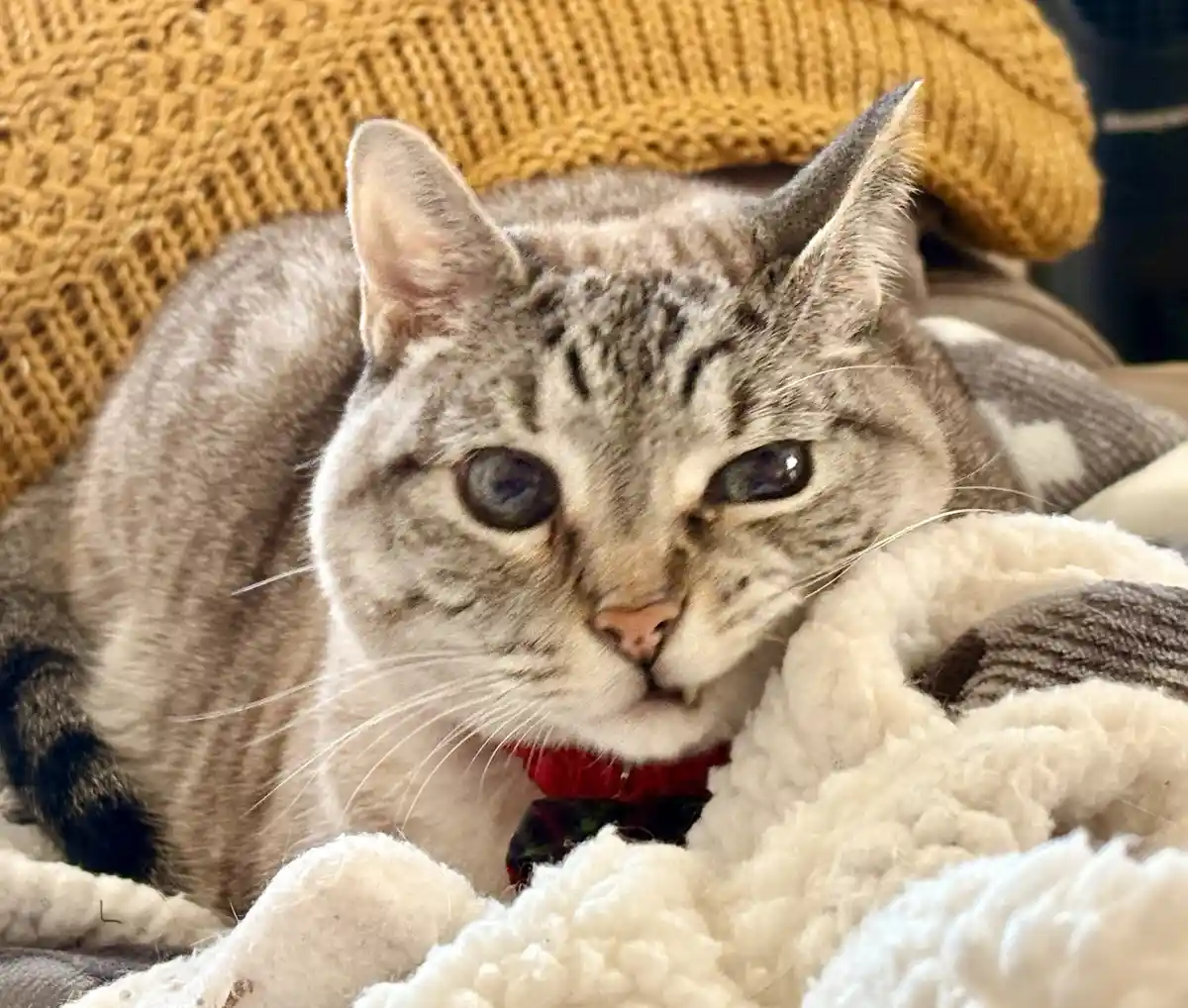 Poopsen Perfecting His Elvis Sneer