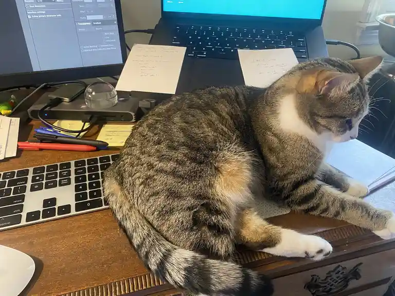 A tabby cat with white paws is curled up on a wooden desk, appearing to be asleep or resting. Behind the cat are two…