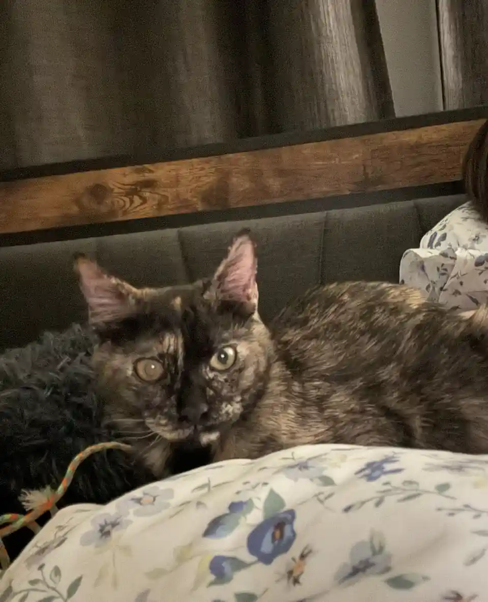 Something seems off with this cat's eyes today!