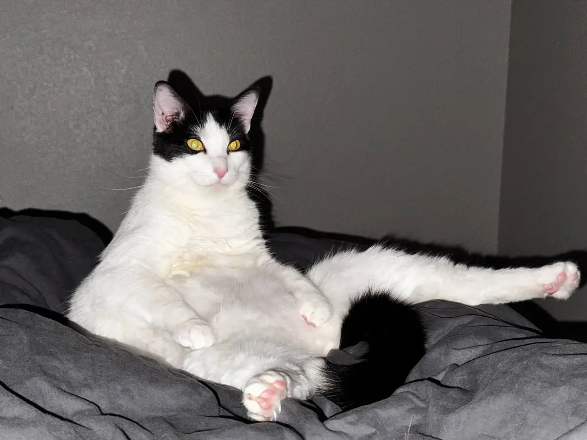 A Cat Living Its Best Life: Just Chillin'