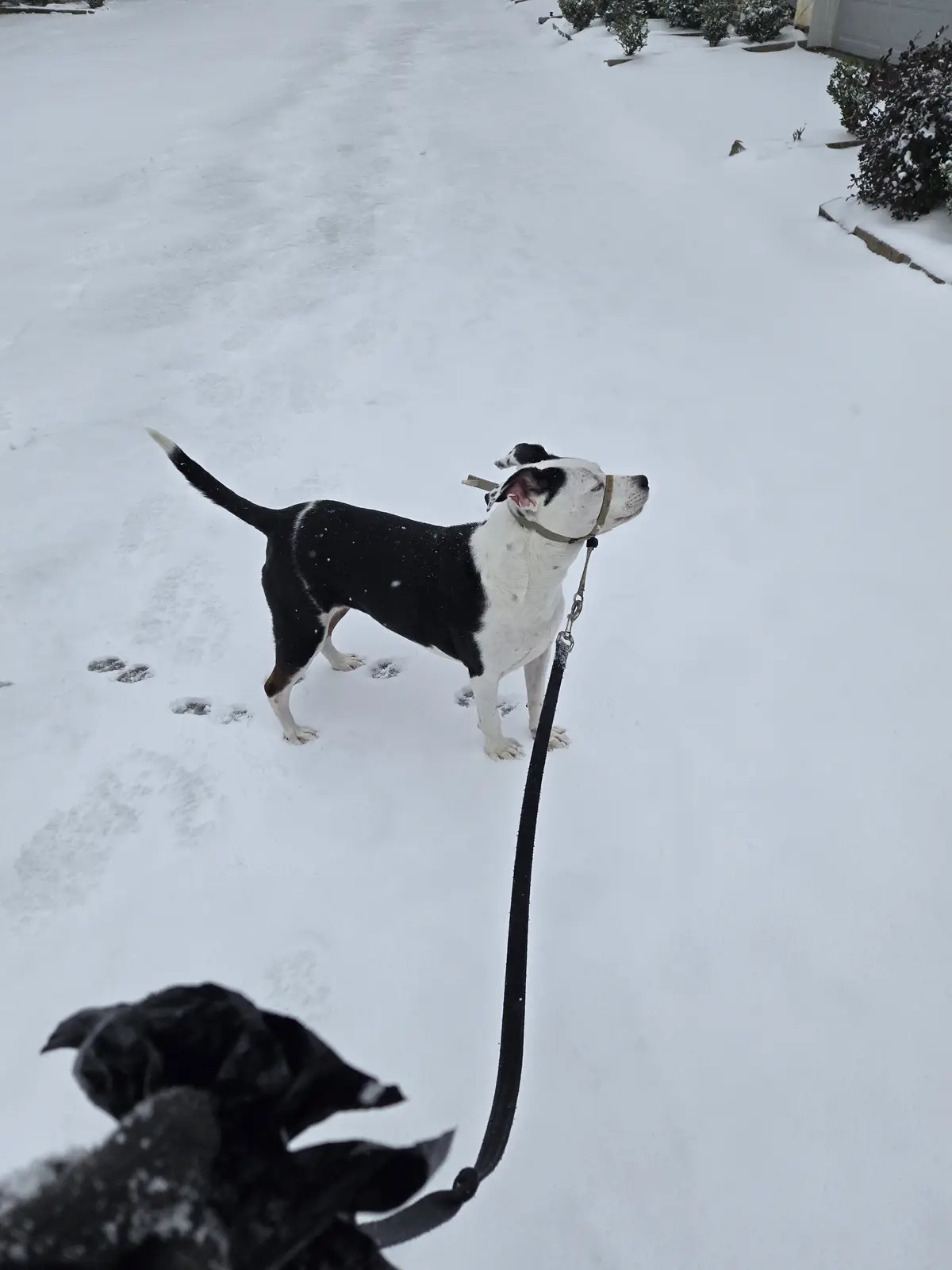 A black and white dog on a leash stands in a snowy yard, looking upward with an uncertain expression. The dog's owner…