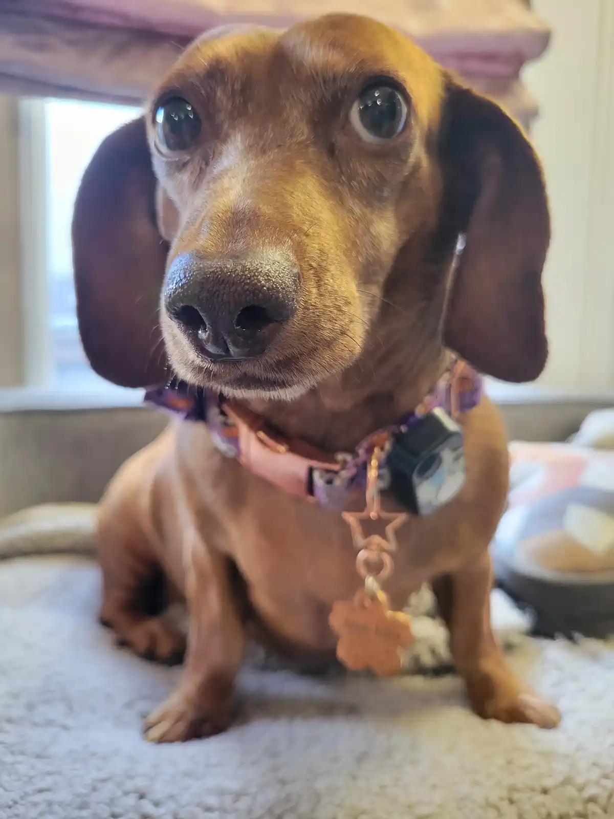 A close-up photo of a brown dachshund with large, expressive eyes looking directly at the camera, sitting on a light-colored…