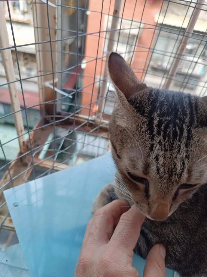 A tabby cat with dark stripes is being petted on the chin by a human hand inside a wire cage. The cat has its eyes…