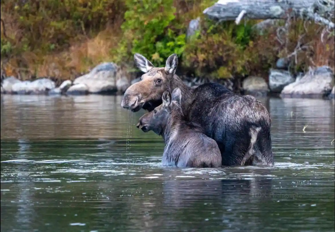 Majestic Moose: Nature's Gentle Giant