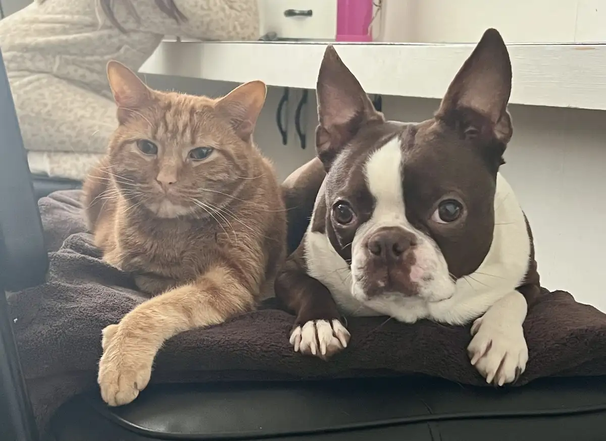 An orange tabby cat and a brown-and-white Boston Terrier dog are lying side-by-side on a dark brown towel draped over a…