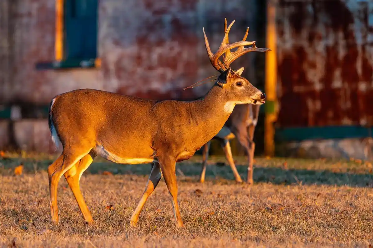 Graceful Deer: Nature's Elegant Wanderer