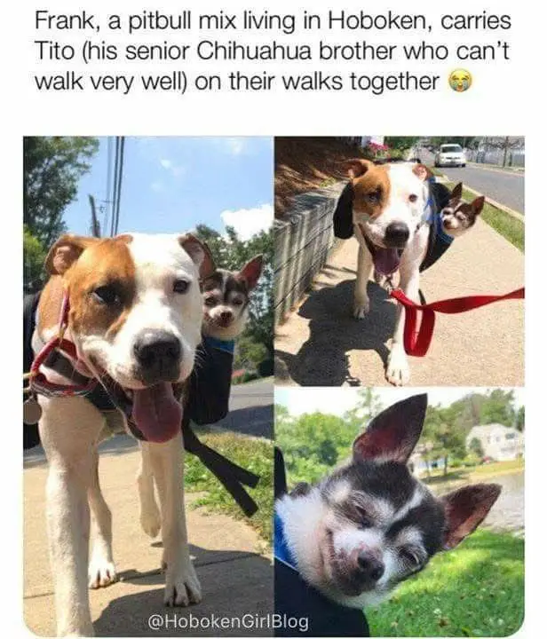 Frank and Tito's Wild Adventures: A Sitcom in the Making!
