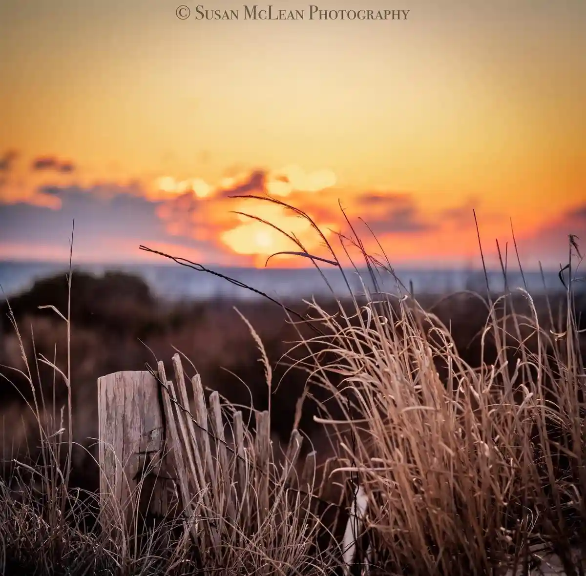 A serene sunset photograph shows tall, dry grasses in the foreground with a wooden fence post and barbed wire, set against a…
