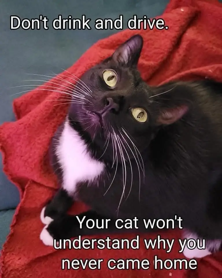 A black and white cat with wide yellow eyes lies on a red blanket, looking upward. The text overlaid on the image reads…
