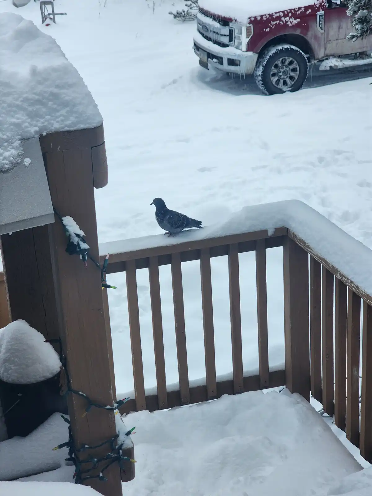 A pigeon stands on a snow-covered wooden deck railing in a winter scene, with a red truck parked in the snow-covered yard in…