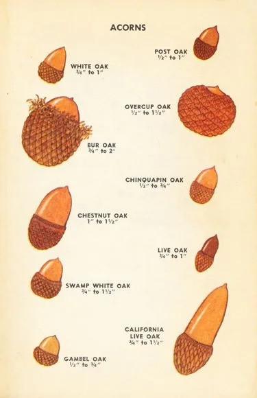 Get to know your acorns inside and out!