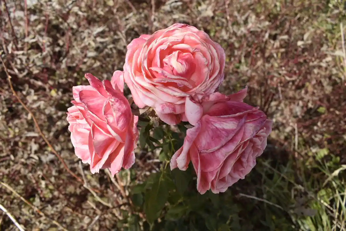 Three pink roses with wilted, browning petals are shown against a blurred background of dry grass and twigs. The overlaid…
