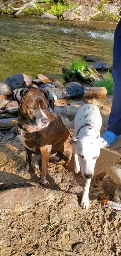 Two dogs sit by a riverbank: a brindle dog with a stern expression and a white dog with black spots looking down. A person's…