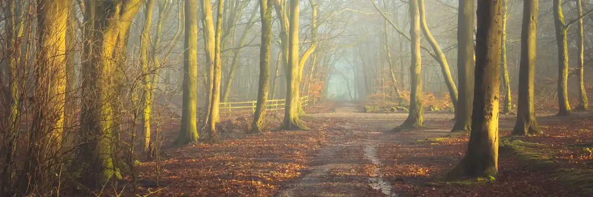 Exploring the Enigmatic Woods