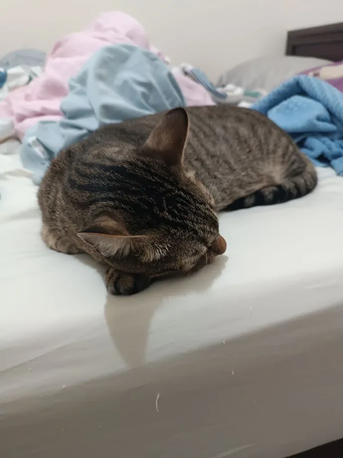 A brown tabby cat is curled up and sleeping soundly on a white bedsheet, with messy blue and pink blankets piled behind it…