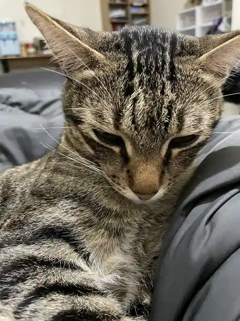Just Your Average Cat Being Cute