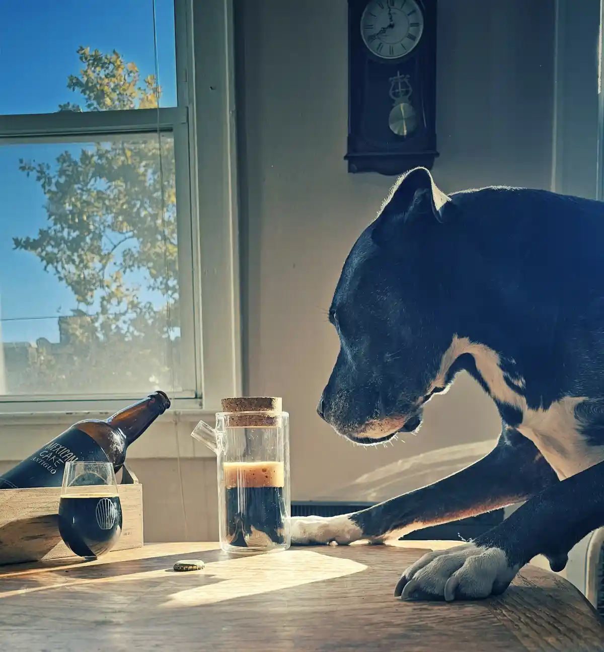 A black and white dog with its paws on a wooden table leans over a glass mug of dark beer, looking at it intently. On the…