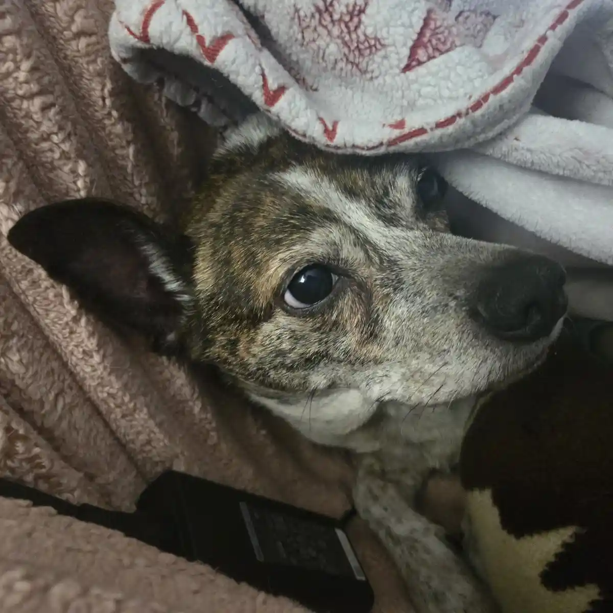 A brindle and white dog with large, expressive eyes looks up from under a white blanket with red stitching, resting on a…