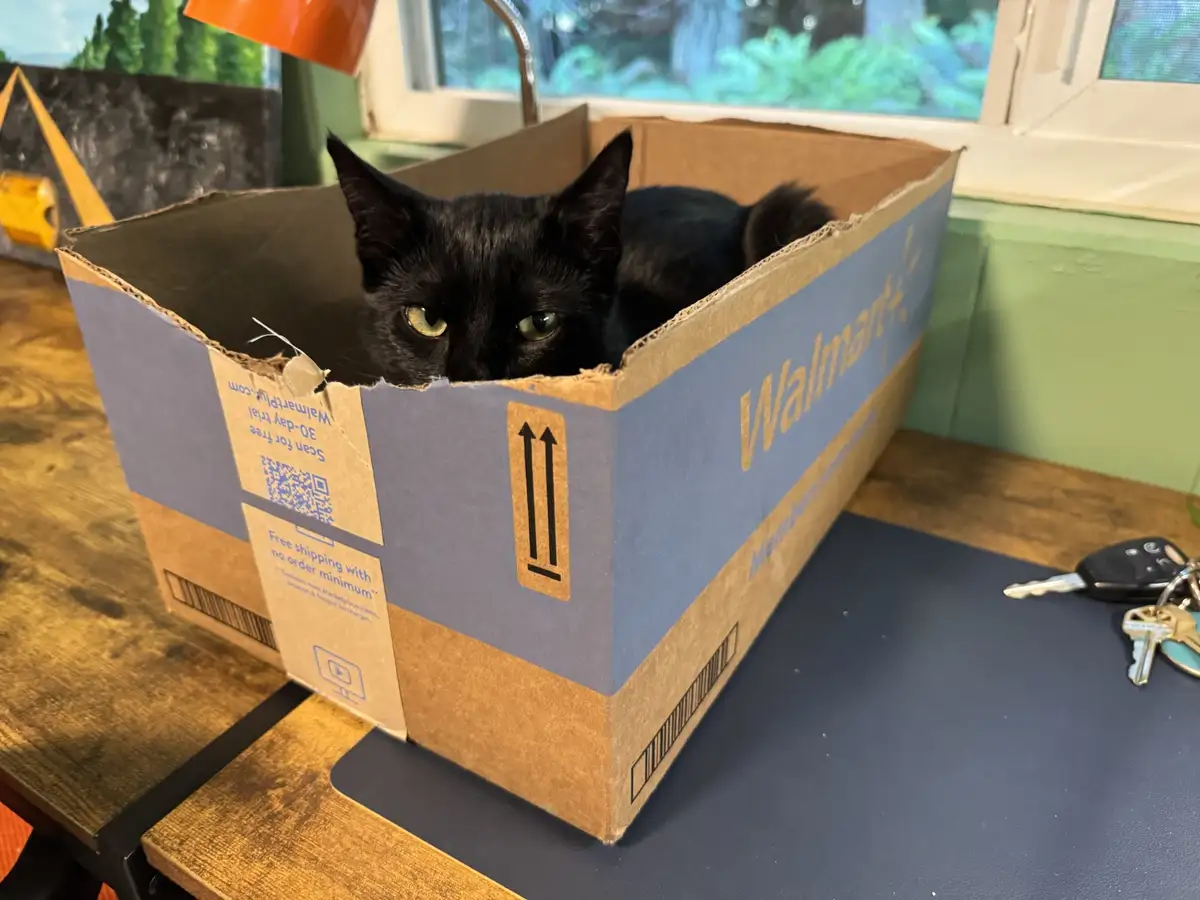 Success! The Cat Trap Worked Like a Charm!