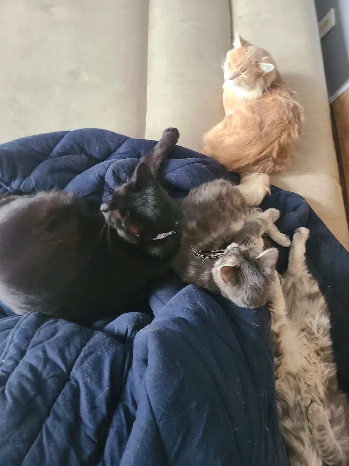 Four cats are lounging on a couch and a blue blanket; one orange cat sits upright, while three others (black, gray, and…