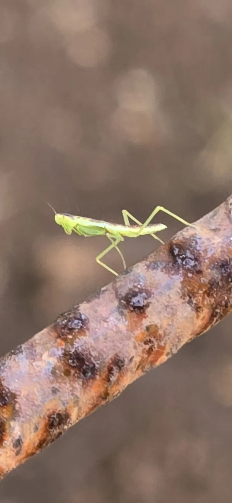 A small, bright green praying mantis is perched on a textured, rust-colored metal rod. The background is blurred brown…