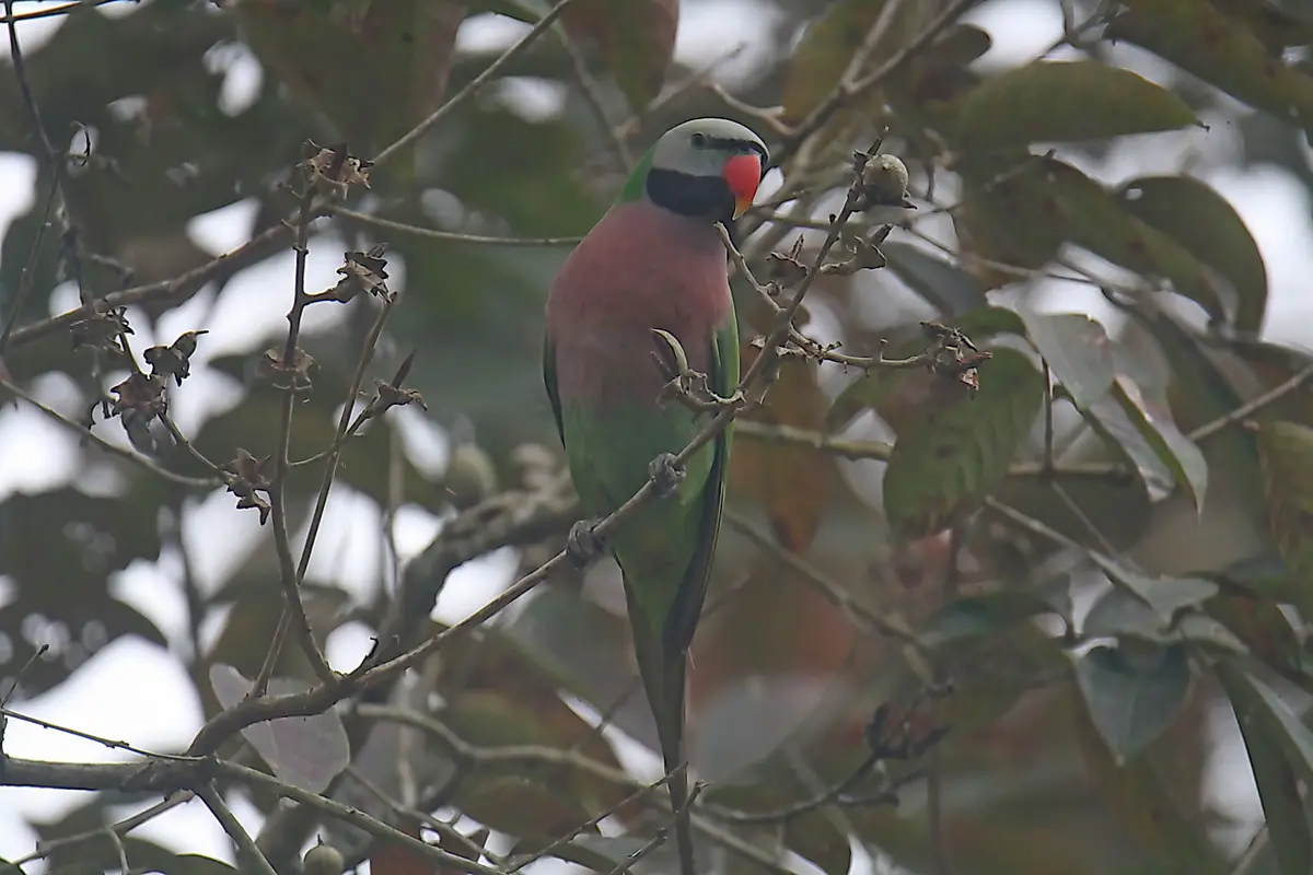 A colorful bird with green wings, pinkish chest, black neck, and red beak perches on a branch among leaves and dried…