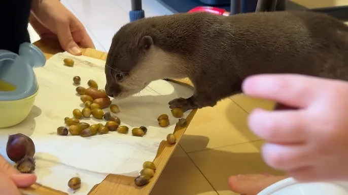 Rallying Cry for Victory: ACORNS! ONWARD!