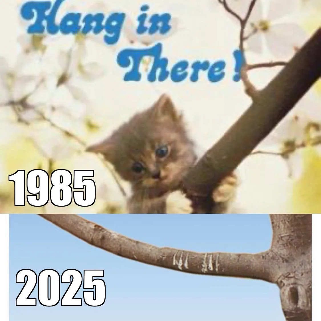 The image is split into two panels. The top panel shows a small, fluffy kitten clinging to a tree branch against a backdrop…
