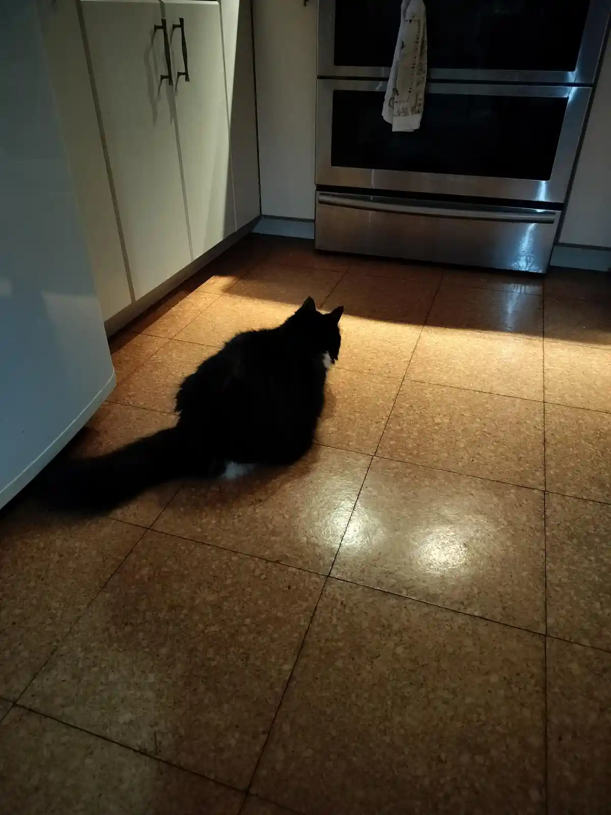A black and white cat sits alone in a kitchen, facing away from the camera, bathed in a single patch of sunlight on a tiled…