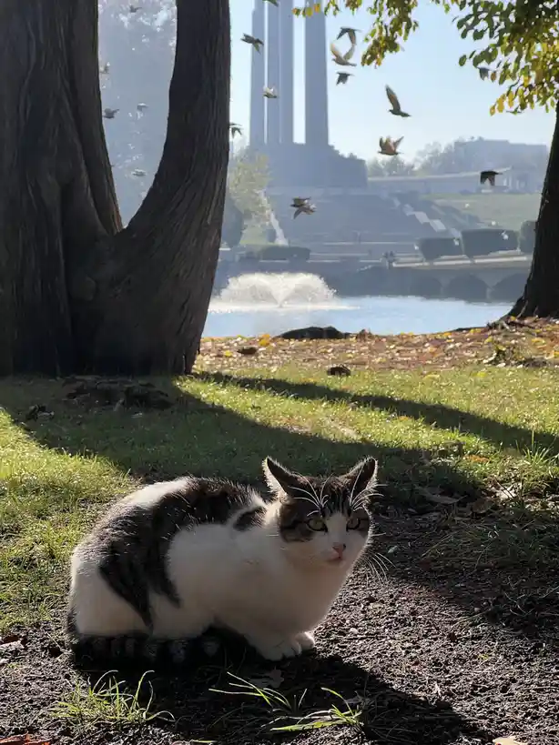 This Cat's Got a Quest: Obelisks Await!