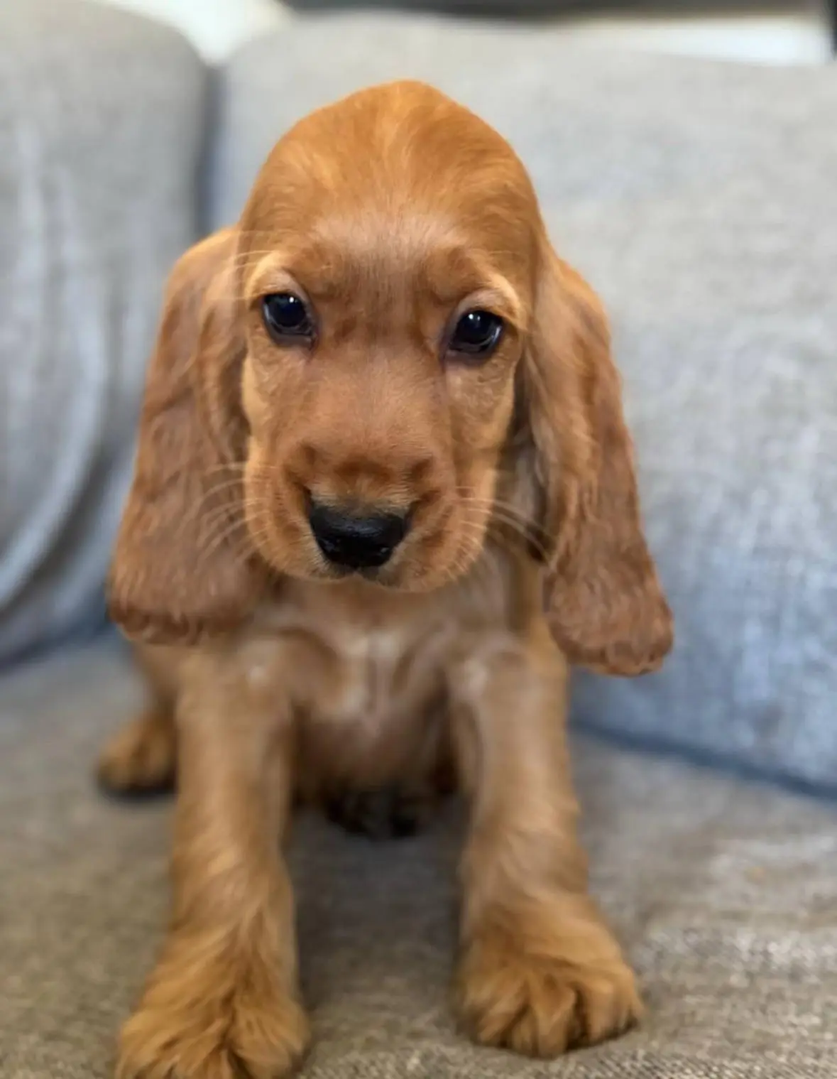 A close-up photo of a small, reddish-brown puppy with long, floppy ears and large, expressive dark eyes, sitting on a gray…