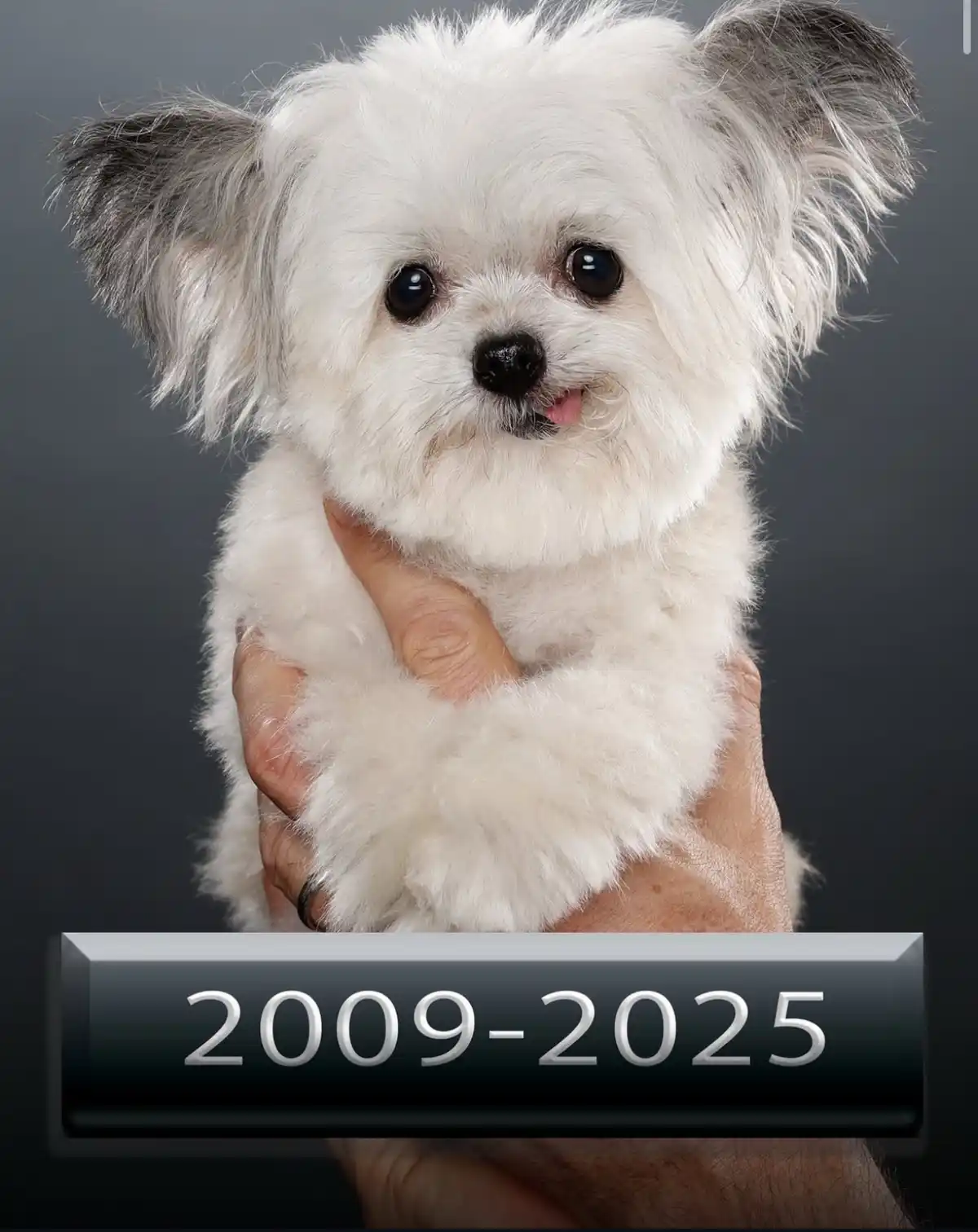 A small, fluffy white dog with dark eyes and ears is being held gently in a person's hands against a dark gray background…