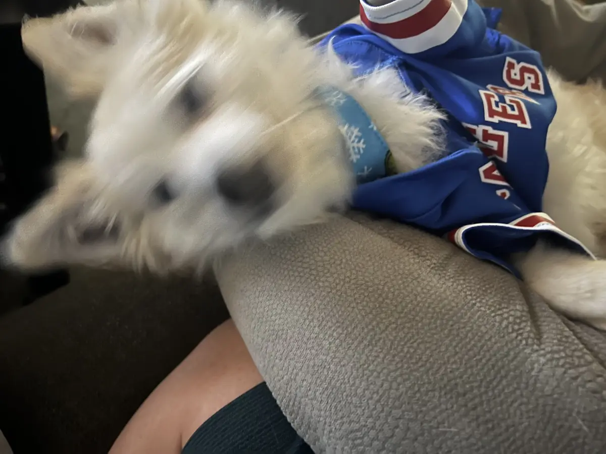 A small, fluffy white dog wearing a blue sports jersey with red lettering is captured in motion blur, appearing to be moving…
