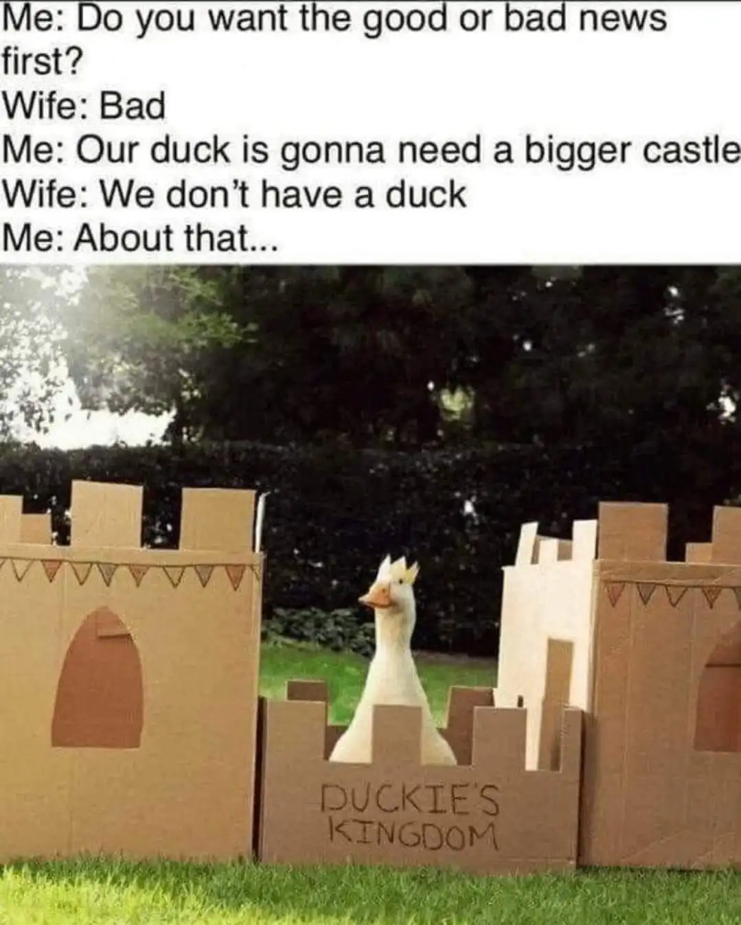 The Ultimate Guide to Convincing Your Partner to Adopt a Duck