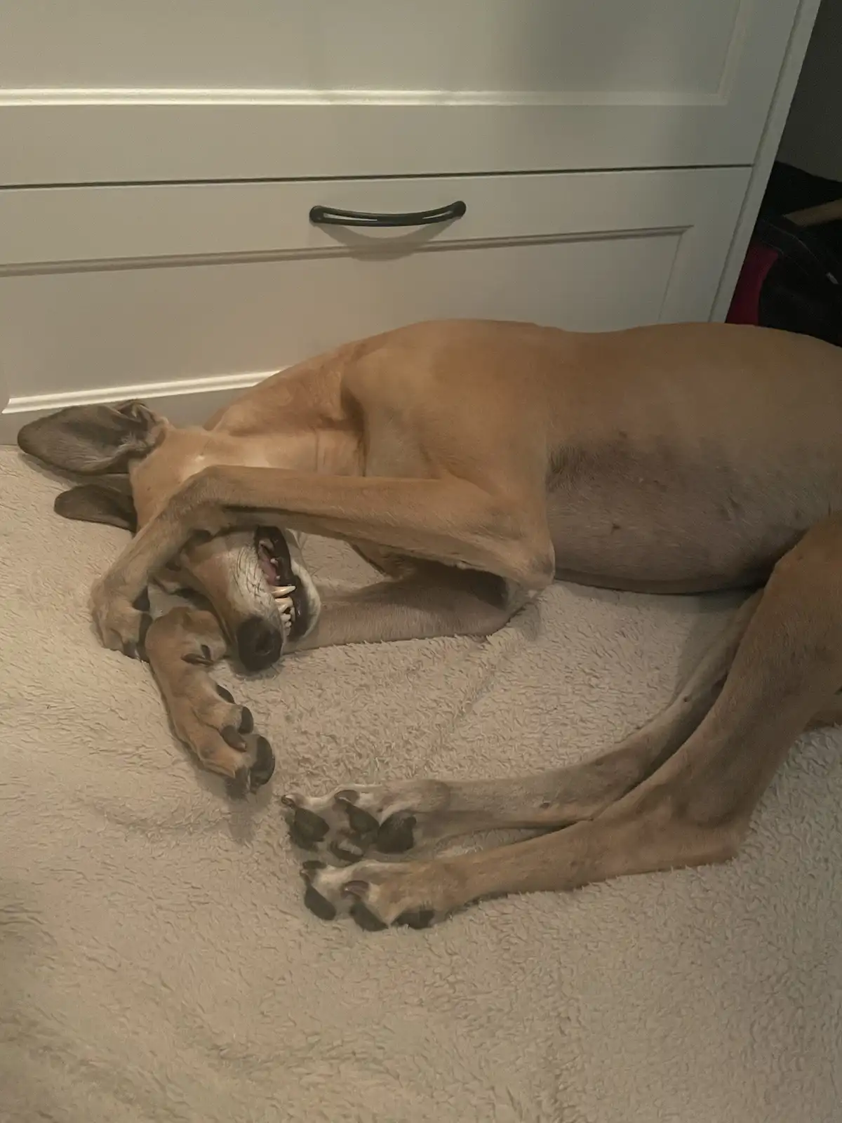 The Dog Who Steals the Show During Intermission