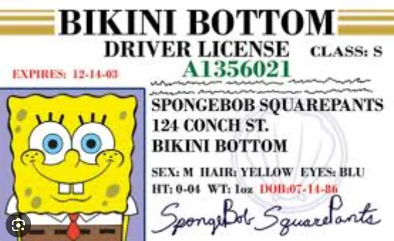 A fictional driver's license for SpongeBob SquarePants from Bikini Bottom, featuring his photo, license number A1356021, and…
