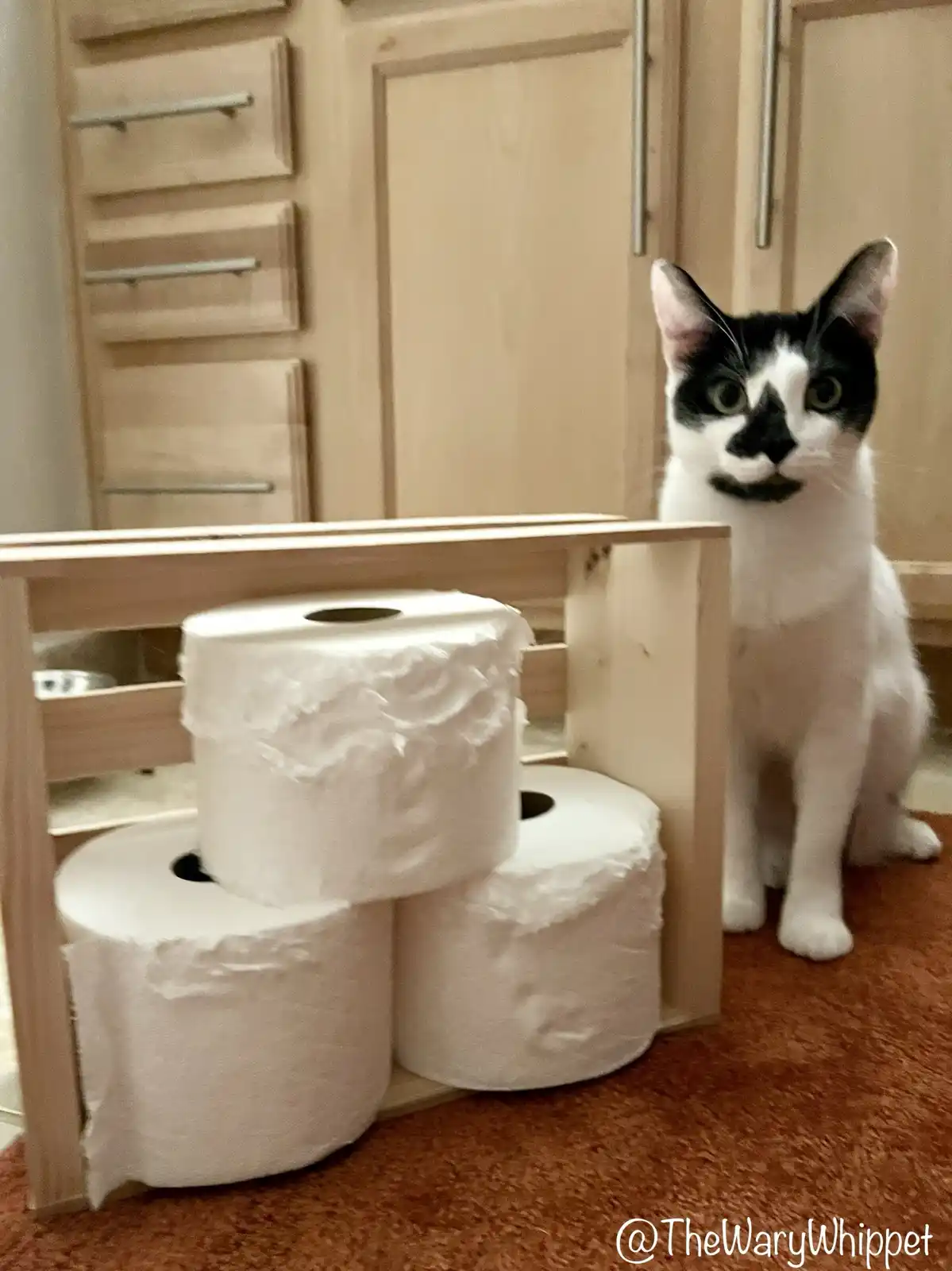 A black-and-white cat sits on a brown carpet beside a wooden stand holding three large rolls of toilet paper. The cat stares…