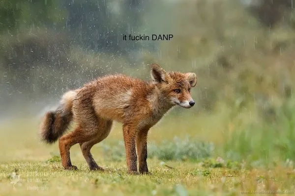 A young red fox stands in a grassy field during a rain shower, its fur visibly wet and matted. The image has white text…