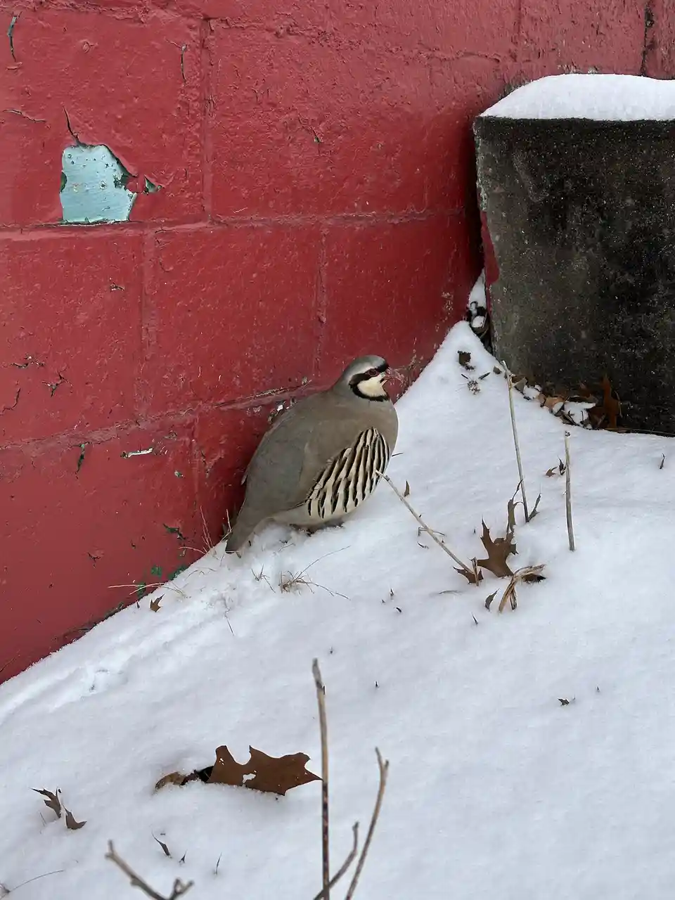 A gray bird with black and white striped markings stands in snow next to a red brick wall with peeling paint. The bird…